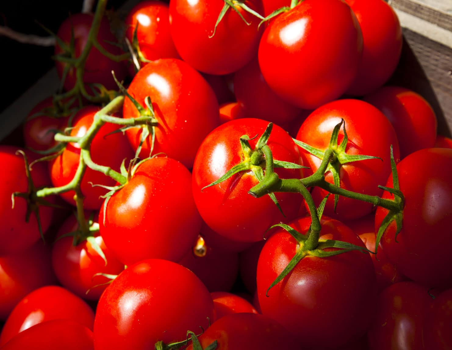 design plant processing tomato concentrate Africa